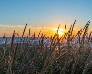 Preview wallpaper grass, ears, water, sun, sunset, nature