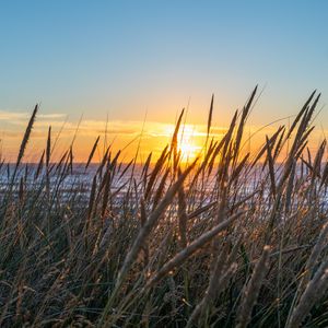 Preview wallpaper grass, ears, water, sun, sunset, nature