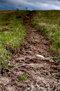 Preview wallpaper grass, earth, dirt, cloudy