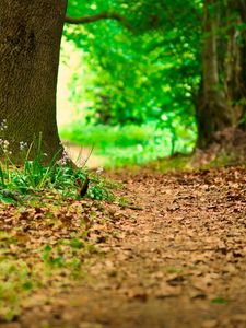 Preview wallpaper grass, earth, track, flowers, summer, leaves, underbrush