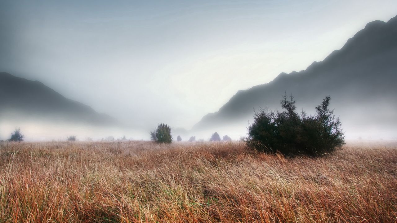 Wallpaper grass, faded, autumn, fir-trees, fog, dense, haze, terribly, gloomy, mountains