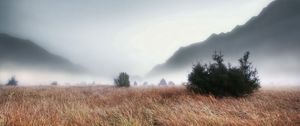 Preview wallpaper grass, faded, autumn, fir-trees, fog, dense, haze, terribly, gloomy, mountains