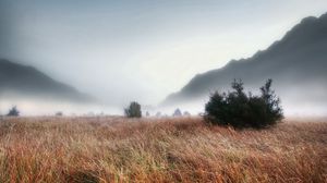 Preview wallpaper grass, faded, autumn, fir-trees, fog, dense, haze, terribly, gloomy, mountains