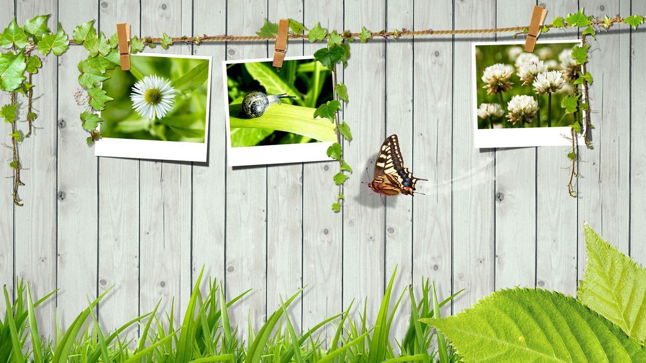 Wallpaper grass, fence, photo cards, butterfly, leaves