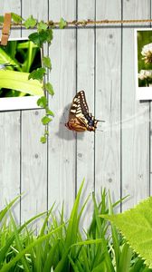 Preview wallpaper grass, fence, photo cards, butterfly, leaves