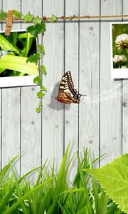 Preview wallpaper grass, fence, photo cards, butterfly, leaves