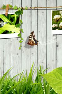 Preview wallpaper grass, fence, photo cards, butterfly, leaves