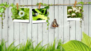 Preview wallpaper grass, fence, photo cards, butterfly, leaves