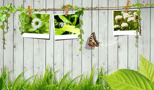 Preview wallpaper grass, fence, photo cards, butterfly, leaves