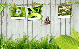 Preview wallpaper grass, fence, photo cards, butterfly, leaves