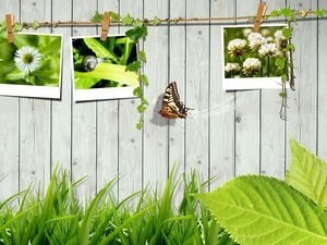 Preview wallpaper grass, fence, photo cards, butterfly, leaves