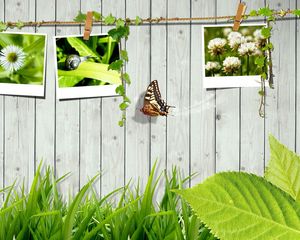 Preview wallpaper grass, fence, photo cards, butterfly, leaves