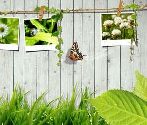 Preview wallpaper grass, fence, photo cards, butterfly, leaves