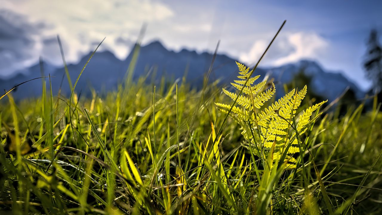 Wallpaper grass, fern, plants, green