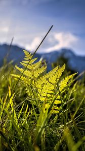 Preview wallpaper grass, fern, plants, green