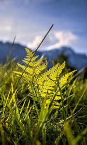 Preview wallpaper grass, fern, plants, green