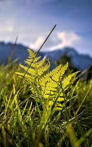 Preview wallpaper grass, fern, plants, green