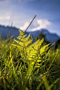 Preview wallpaper grass, fern, plants, green