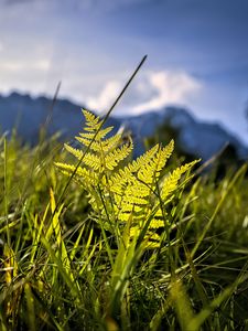 Preview wallpaper grass, fern, plants, green