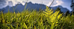 Preview wallpaper grass, fern, plants, green