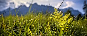 Preview wallpaper grass, fern, plants, green