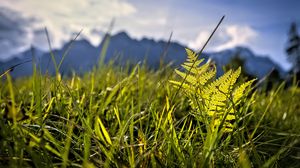 Preview wallpaper grass, fern, plants, green