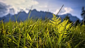 Preview wallpaper grass, fern, plants, green