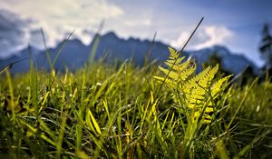 Preview wallpaper grass, fern, plants, green