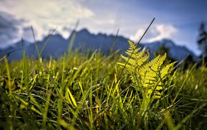 Preview wallpaper grass, fern, plants, green