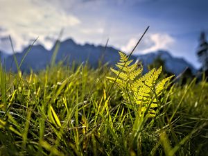 Preview wallpaper grass, fern, plants, green