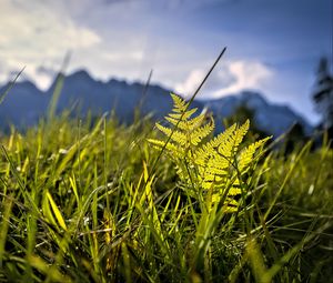 Preview wallpaper grass, fern, plants, green