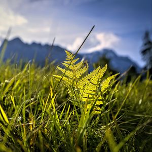 Preview wallpaper grass, fern, plants, green