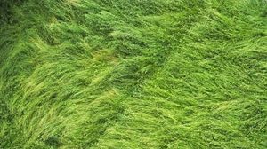 Preview wallpaper grass, field, aerial view, green