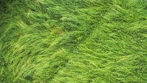 Preview wallpaper grass, field, aerial view, green