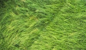 Preview wallpaper grass, field, aerial view, green