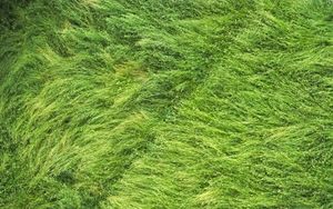 Preview wallpaper grass, field, aerial view, green