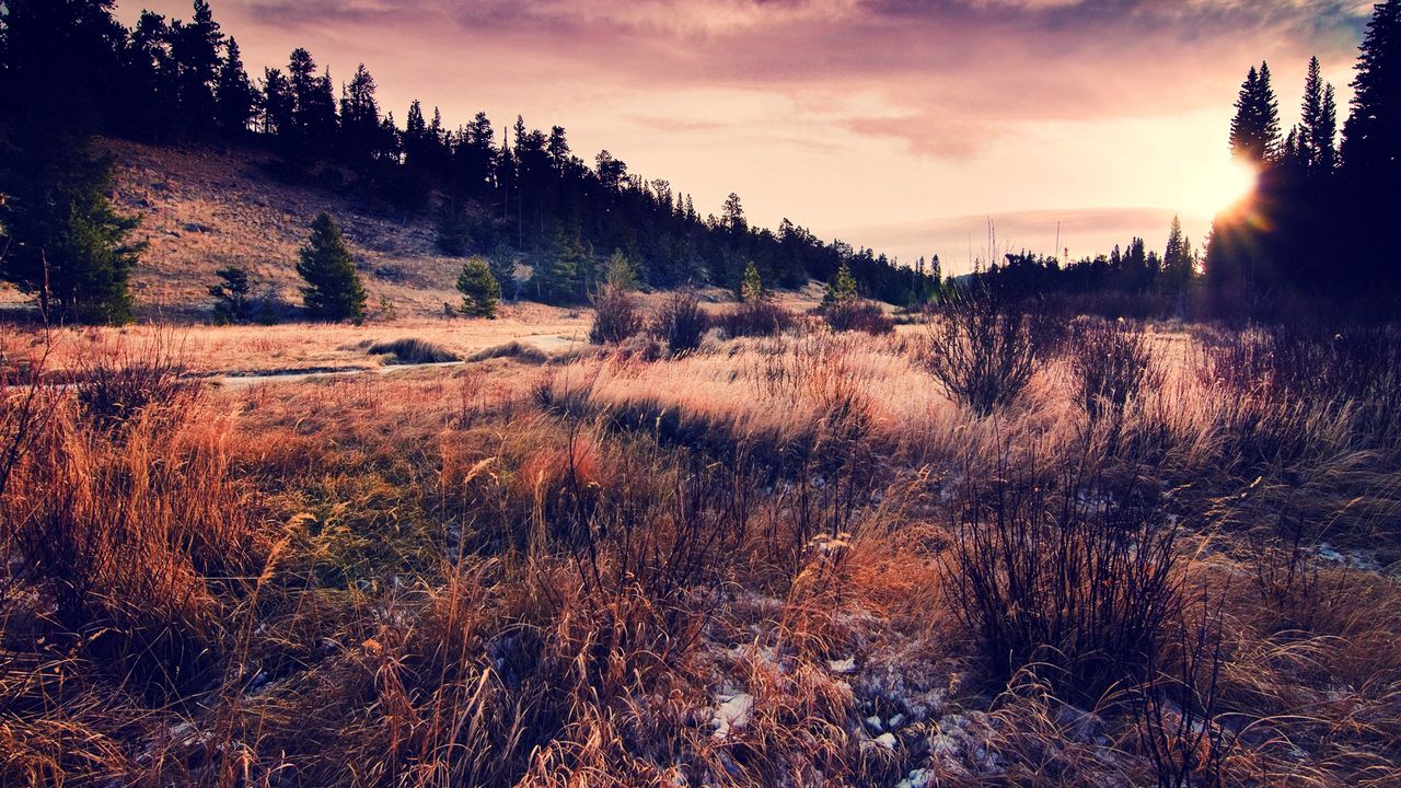 Wallpaper grass, field, autumn, coniferous forest, evening, decline, colors, withering