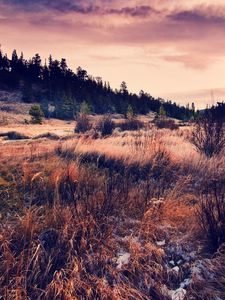 Preview wallpaper grass, field, autumn, coniferous forest, evening, decline, colors, withering