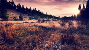 Preview wallpaper grass, field, autumn, coniferous forest, evening, decline, colors, withering