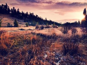 Preview wallpaper grass, field, autumn, coniferous forest, evening, decline, colors, withering