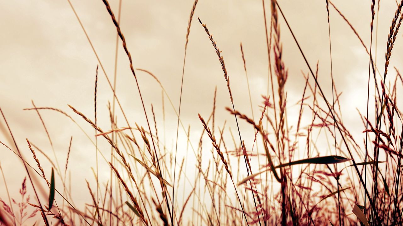 Wallpaper grass, field, background, light