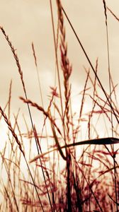 Preview wallpaper grass, field, background, light