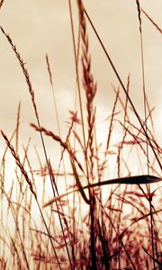 Preview wallpaper grass, field, background, light