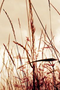 Preview wallpaper grass, field, background, light