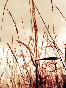 Preview wallpaper grass, field, background, light