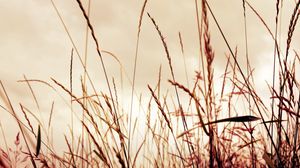 Preview wallpaper grass, field, background, light