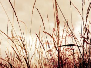 Preview wallpaper grass, field, background, light