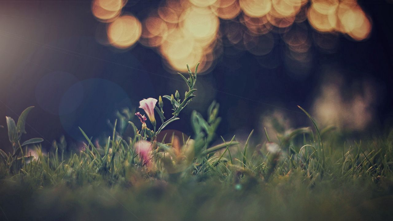 Wallpaper grass, field, bokeh, blur, light