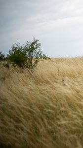 Preview wallpaper grass, field, bush