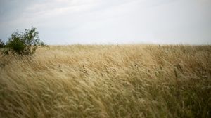 Preview wallpaper grass, field, bush